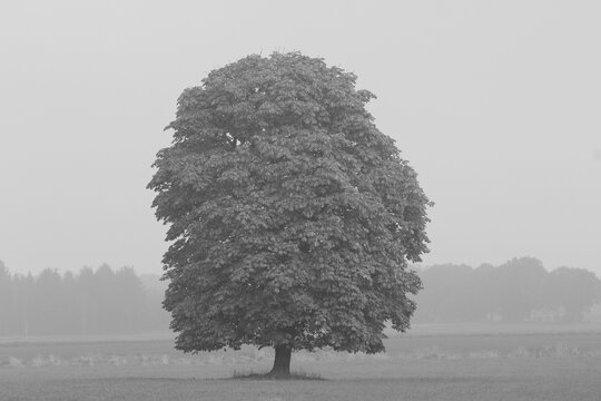 Baum im Nebel