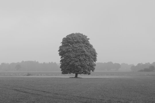 Baum im Nebel
