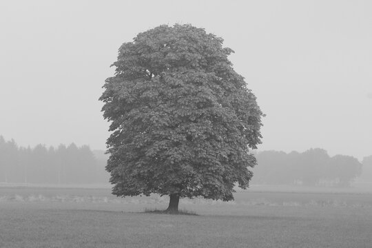 Baum im Nebel