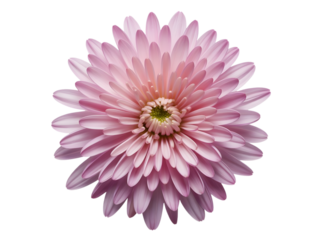 Close up of a beautiful pink chrysanthemum flower head isolated on transparent background