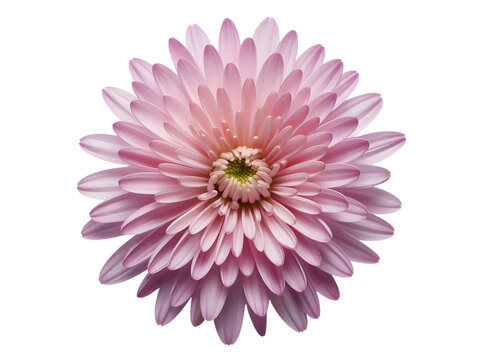 Close up of a beautiful pink chrysanthemum flower head isolated on transparent background