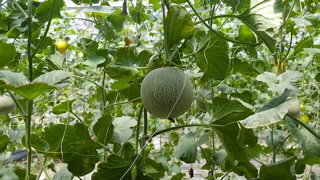 Growing cantaloupe melon with netted skin hanging on vine in agricultural greenhouse