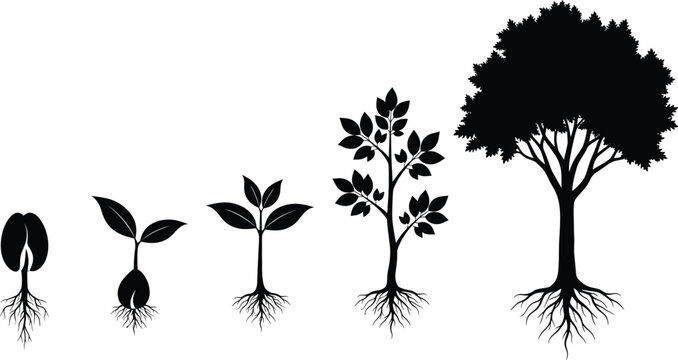 Plant growth stages silhouette set, seed to tree vector illustration, botanical lifecycle concept for biology, environment, farming, and educational design