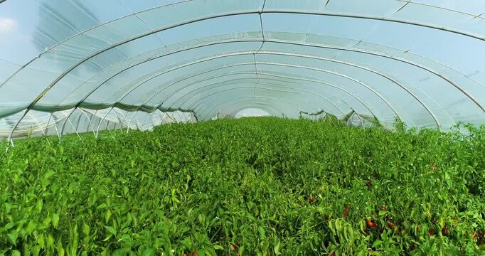 Aerial Photography of Pepper Plants Growing in Commercial Greenhouse Tunnel - Rural Agriculture
