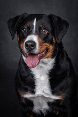 the Appenzeller dog photo portrait