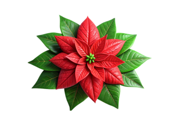 Red poinsettia flower with green leaves arrangement, isolated on a transparent background
