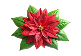 Red poinsettia flower bloom with green foliage backdrop, isolated on a transparent background