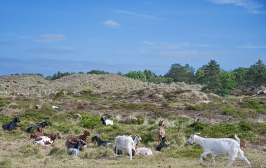West African dwarf Goat resp.Capra aegagrus hircus in Dunes on Eiderstedt Peninsula,North Frisia,North Sea,Schleswig-Holstein,Germany