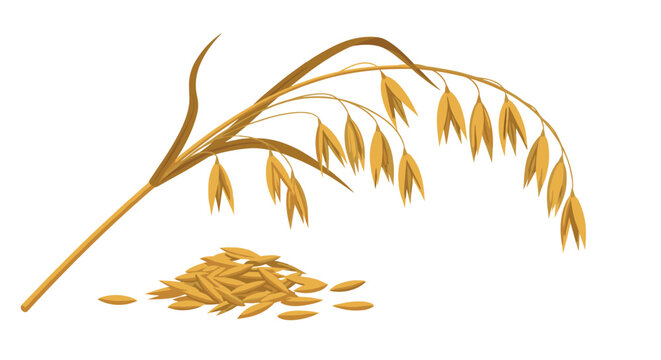 A close-up illustration of a golden oat plant stalk with its mature panicle and a scattered pile of individual oat grains at its base.