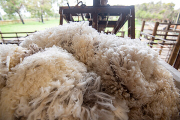 Merino Sheep Wool from Australia