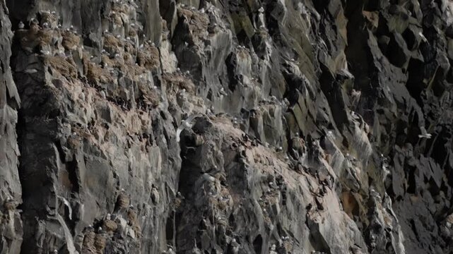Dramatic coastal cliff face shifts from stark basalt to a bustling seabird colony, with nesting birds on narrow ledges across rugged vertical formations in bright daylight.