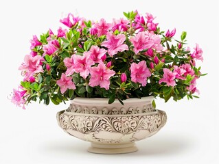 Fototapeta premium Beautiful azalea flowers blooming in a decorative pot, enhancing home decor with vibrant colors and fresh fragrance