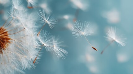 Flying dandelion seeds across a soft blue background. Concept of freedom, lightness, and dreams. Delicate floating plant parts for nature themed projects.