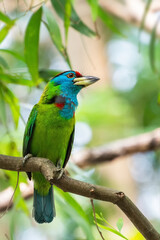 Obraz premium A beautiful Blue-throated Barbet (Psilopogon asiaticus) bird perched on a tree branch in a park at Kolkata, West Bengal, India