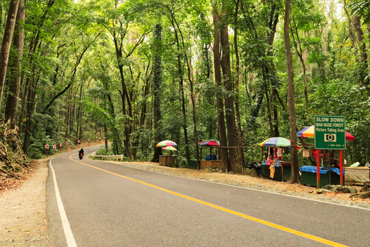 At the Bilar Man Made Forest on the Island of Bohol, Philippines