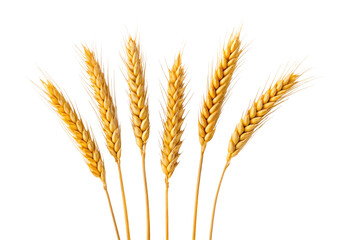 Golden wheat stalks bundle standing upright naturally, isolated on a transparent background