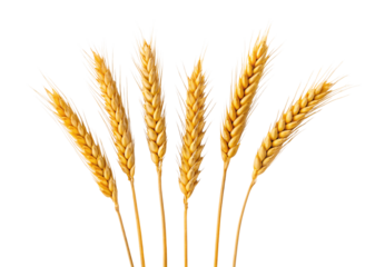 Golden wheat stalks bundle standing upright naturally, isolated on a transparent background