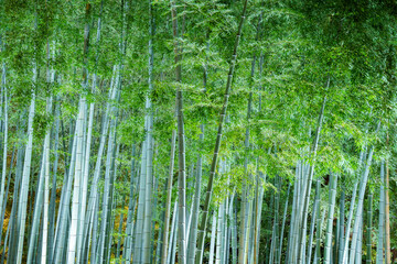 竹林のライトアップ