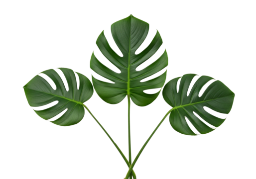 Lush monstera leaves create vibrant tropical designs with a refreshing botanical simplicity and modern aesthetic - Powered by Adobe