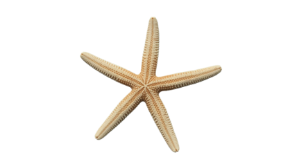 Elegant starfish isolated, perfect for summer designs, beach themes, or nautical illustrations and seaside promotions