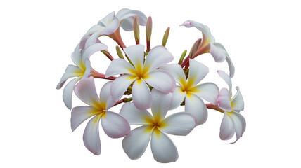 Naklejka premium Elegant cluster of plumeria blossoms offers a tropical feel, ready for summer designs and vacation promotions