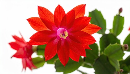 Vibrant Red Schlumbergera Cactus Flower Blooming in Macro Detail.