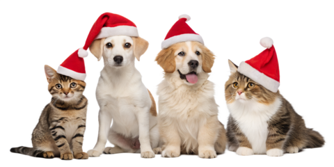 Cute group of cats and dogs wearing red Santa hats, sitting together and looking at the camera. Festive Christmas pets isolated on a clean white background. Perfect for holiday cards, winter promotion