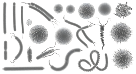 Diverse collection of microscopic organisms including rod shaped bacteria and spherical cells, cutout, PNG isolated on white or transparent background