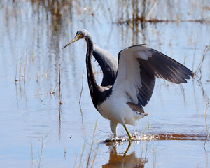 Tricolored heron wading in shallow water with wings spread wide