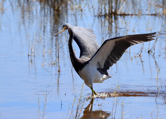 Tricolored heron wading in shallow water with wings spread wide
