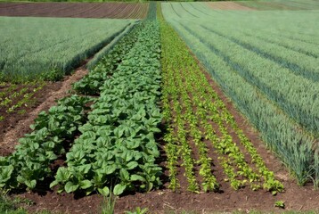 Farm Field Rows: A symmetrical vista of a vast farm field, cultivated with organized rows of lush, green vegetation, displaying nature's bounty and agricultural precision.
