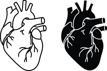Anatomical heart outline and solid silhouette on vactor white background human heart