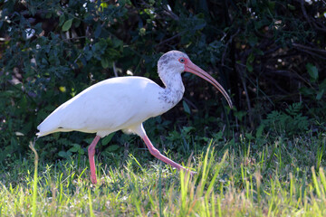 White ibis bird standing in green grass on a sunny day