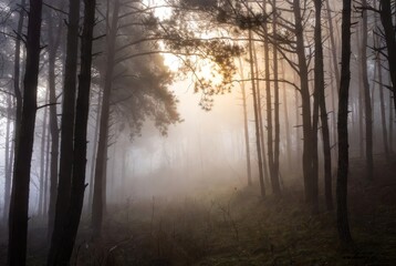 Mystic Forest: A mesmerizing scene of a forest shrouded in mist, with sunlight gently filtering through the towering trees, creating a serene and ethereal atmosphere.