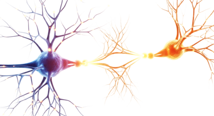 Two interconnected neurons with colorful cell bodies and branching dendrites, cutout, PNG isolated on white or transparent background
