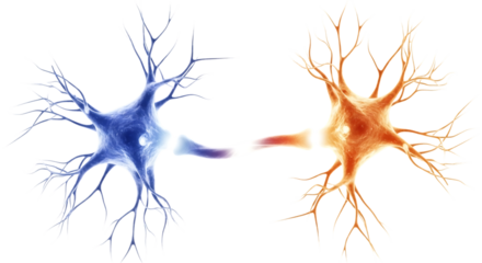 Two Neurons Interconnected with a Gradient of Blue to Orange Signaling, cutout, PNG isolated on white or transparent background
