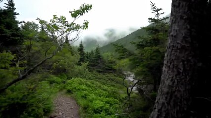 Forested mountain path amidst lush greenery and misty overcast