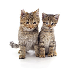 Obraz premium Two grey cats of different sizes sitting together.