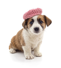 Small puppy in a pink knitted hat looking at the camera.