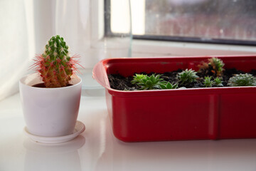 Cactus In White Pot Beside Red Planter With Small Succulents On Bright Windowsill