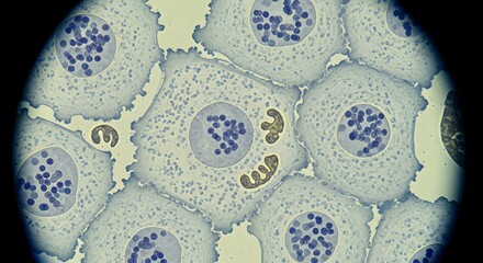 Microscopic cells biology science nucleus cytology tissue organism examination health research study view