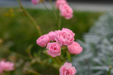 Close-Up of a Delicate Japanese Rose Flower. Texture of Silky Petals and Stamens.