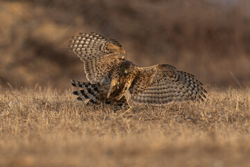 flying birds in the wildlife © Bai