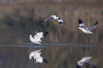 canadian goose in flight