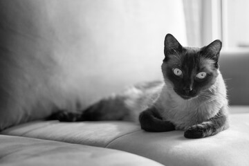 Black and white horizontal portrait with copy space of a domestic Siamese cat lying on a sofa. Perfect for pet related articles, feline behavior studies, and animal welfare campaigns.