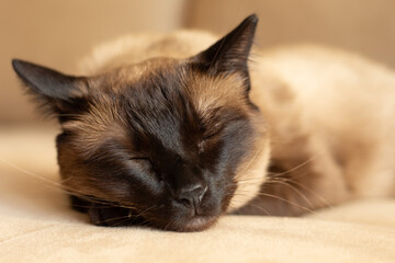 Mixed-breed Siamese cat sleeping peacefully at home. Close-up pet portrait ideal for domestic animal content, feline sleep, and pet themes.