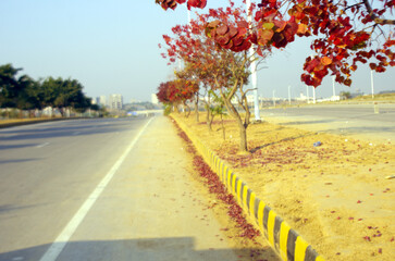 Naklejka premium Natural scenery of red leaves trees Autumn season 