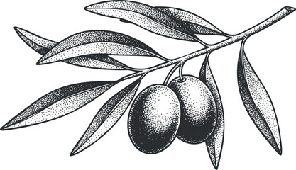 A hand-drawn illustration of an olive branch with two olives in black and white vintage style, perfect for organic food branding