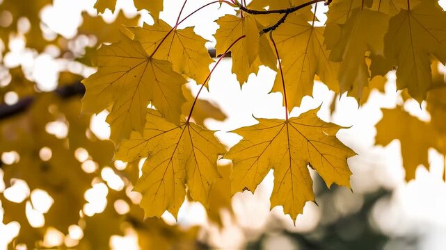 Bright yellow maple leaves flutter gently in the autumn breeze, displaying a stunning array of shapes and textures. The golden hues create a warm atmosphere, inviting exploration a