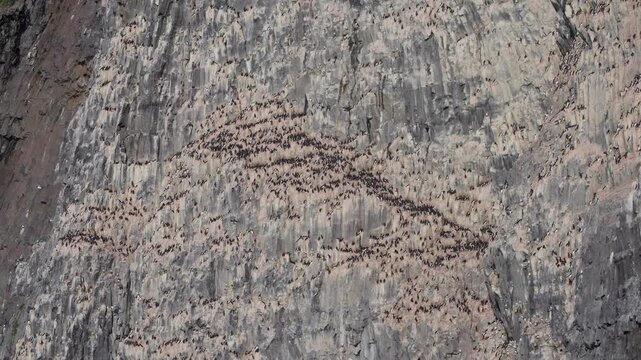 Vast seabird colony clustered on narrow ledges of a towering cliff, thousands of nesting birds forming dense patterns across rugged vertical rock walls in dramatic coastal habitat